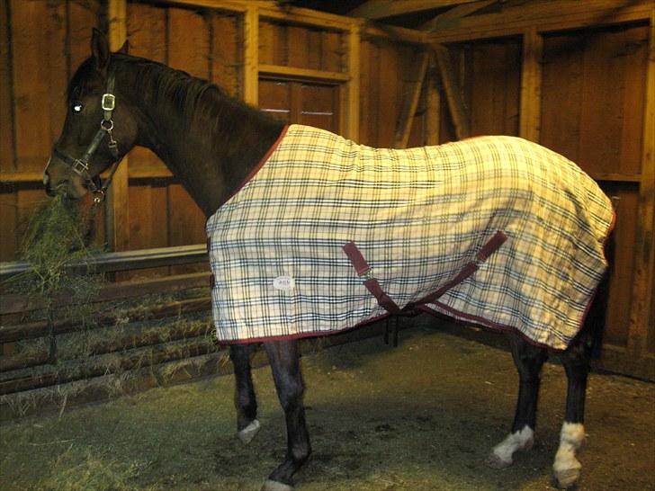 Dansk Varmblod Don Z (Sendt hjem) - Og der bliver prøvet udstyr. :) billede 10