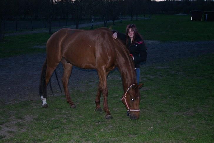 Dansk Varmblod F.A Royal <3 billede 20