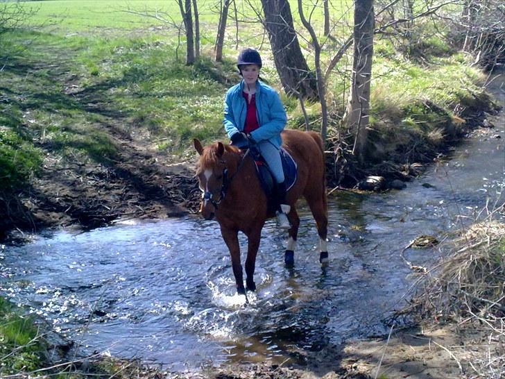 Welsh Pony (sec B) Nancy *Min bedste ven* - En lille mikro tur efter vi havde sprunget lidt alene d. 25/4-10 i åen. Nøj, hvor jeg elsker dig min pige! Du er helt perfekt! billede 14