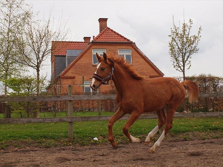 Anden særlig race Charlatan <3 - Charlatan i fuld galop fremad :-P billede 3