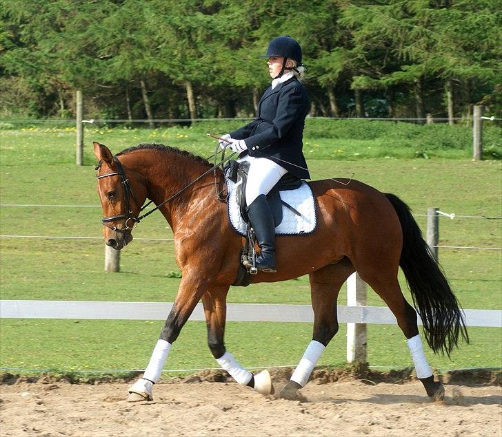Dansk Varmblod Holstegårds Picachia  - Stævne debut Maj 2011, Lc1 <3 - 1. plads med 65% billede 16