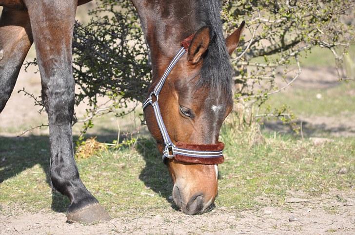 Anden særlig race victory billede 1