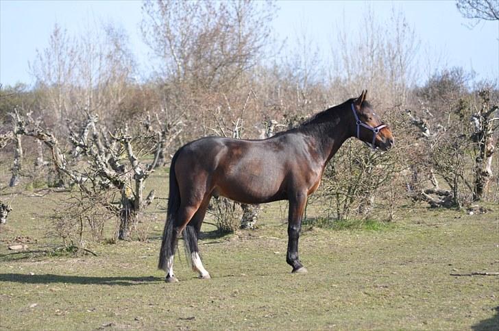 Anden særlig race victory billede 3