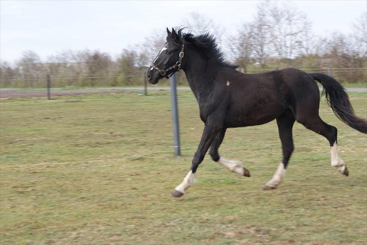 Pinto benelli billede 11