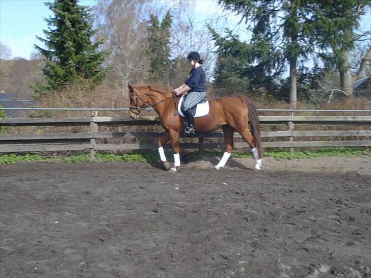 Fuldblod (XX) Malou *RIP* billede 9