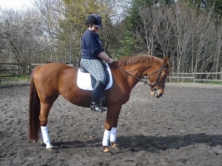 Fuldblod (XX) Malou *RIP* billede 10