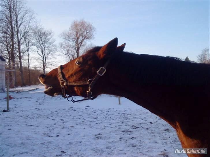 Holstener Sir Sirocco billede 11