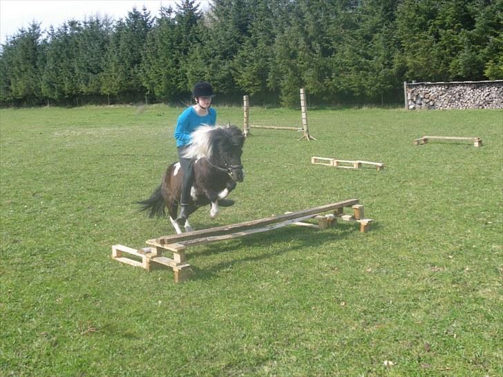 Shetlænder Bandit - Gamelt billede af min søster og Bandit der springer :) billede 8