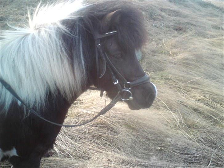 Shetlænder Bandit - Charmerende lille Bandit! billede 10