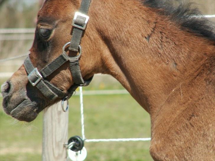 Arabisk fuldblod (OX) Zesach's Ehtrod Solgt billede 1