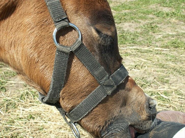 Arabisk fuldblod (OX) Zesach's Ehtrod Solgt billede 2