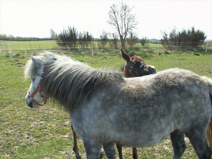 Arabisk fuldblod (OX) Zesach's Ehtrod Solgt billede 3