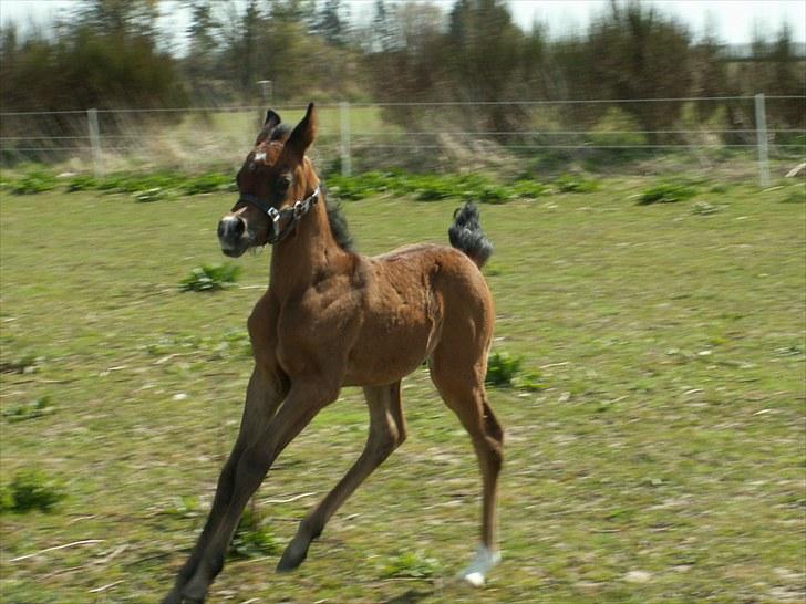 Arabisk fuldblod (OX) Zesach's Ehtrod Solgt billede 4