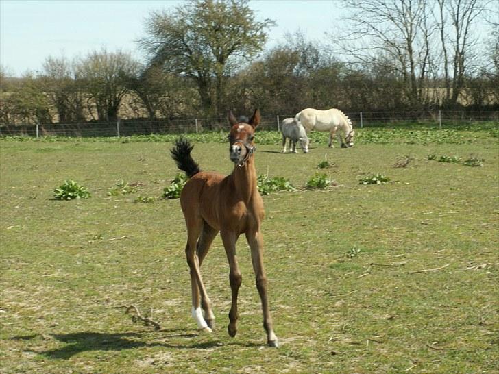 Arabisk fuldblod (OX) Zesach's Ehtrod Solgt billede 6