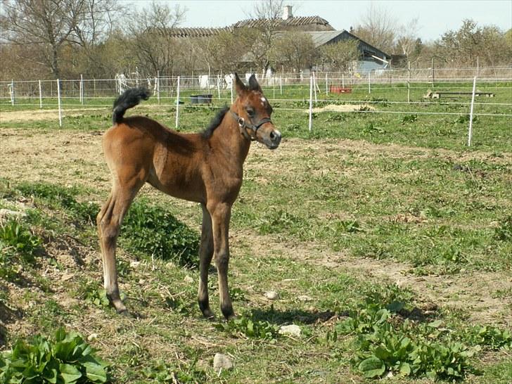 Arabisk fuldblod (OX) Zesach's Ehtrod Solgt billede 7