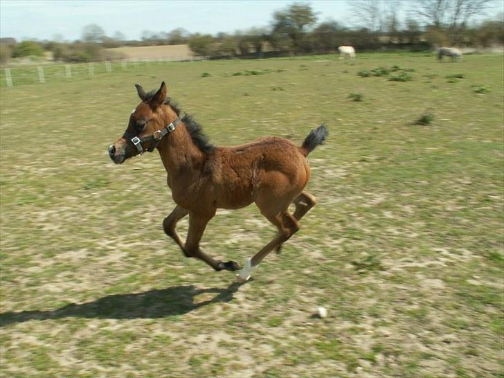 Arabisk fuldblod (OX) Zesach's Ehtrod Solgt billede 8