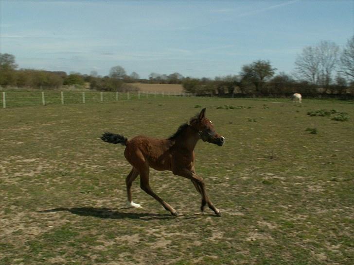Arabisk fuldblod (OX) Zesach's Ehtrod Solgt billede 9
