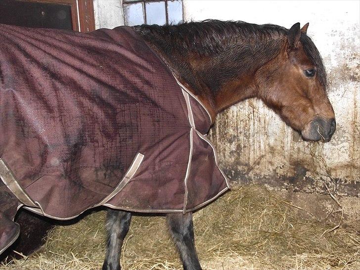 New Forest Bakkegårdens Pink Aline  - 2* billede 2