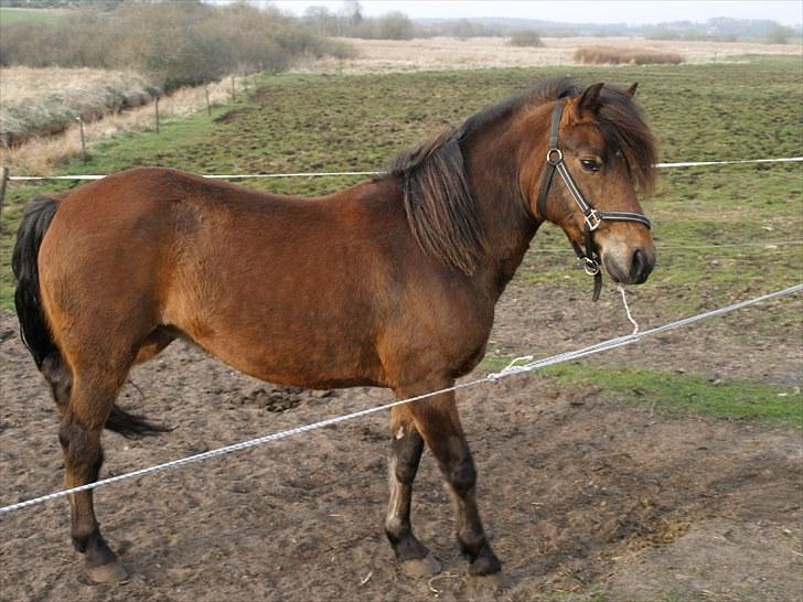 New Forest Bakkegårdens Pink Aline  - 3* billede 3