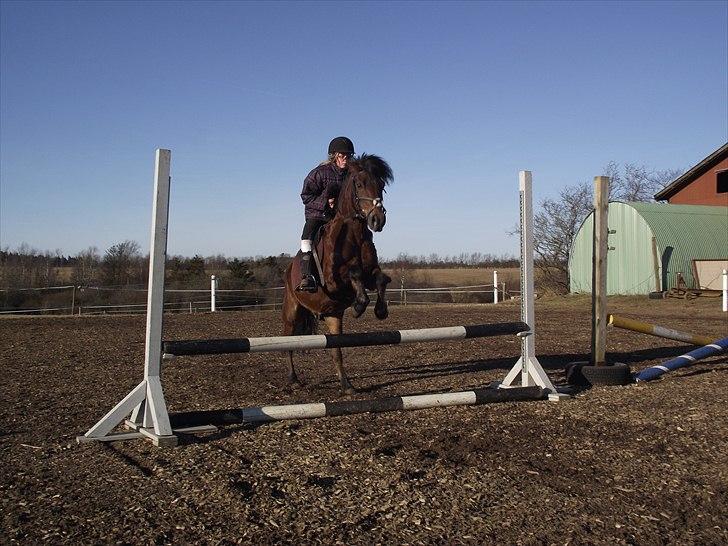 New Forest Bakkegårdens Pink Aline  - 4*50 cm billede 4