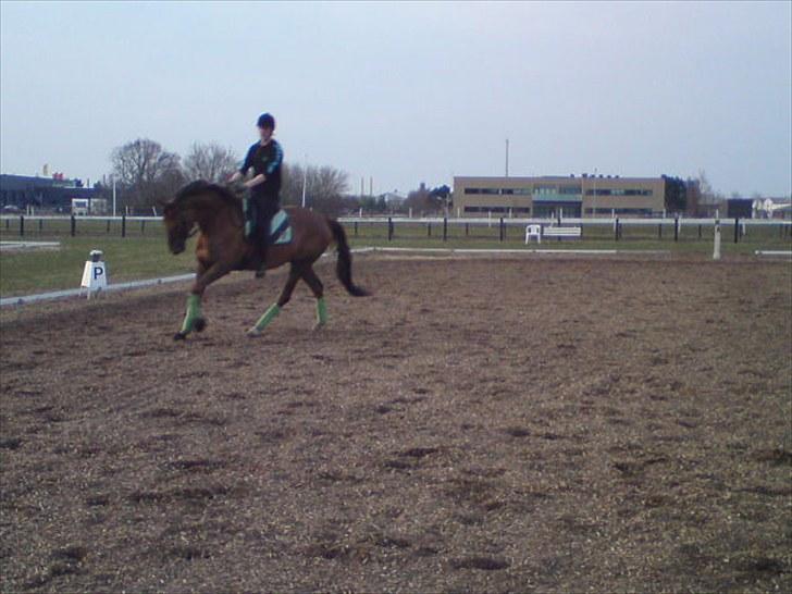 Dansk Varmblod Najaden - Træning 25-04-10 Fotograf: Mara :D billede 14