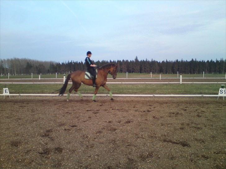 Dansk Varmblod Najaden - Træning 25-04-10 Fotograf: Mara :D billede 15