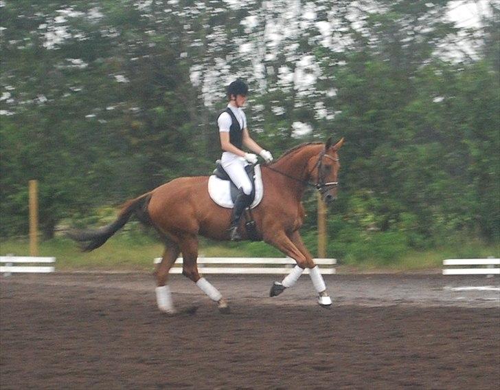 Dansk Varmblod Najaden - Opvarmning til 4 års DSA i Billund  billede 17