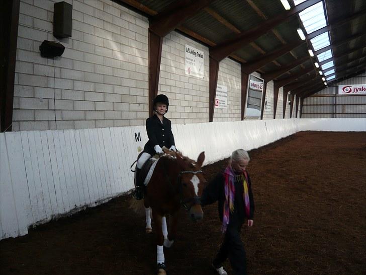 New Forest Lillehøjs Meranti - det stævne er langt <3 billede 7