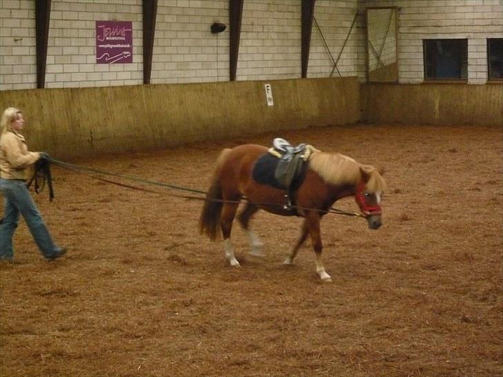 New Forest Lillehøjs Meranti - det er ikke sjovt :( billede 8