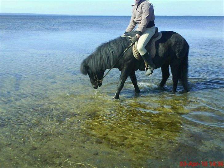 Islænder Eistla skuld nord - Mig og Eistlas vildt hyggelige tur på stranden (: billede 1