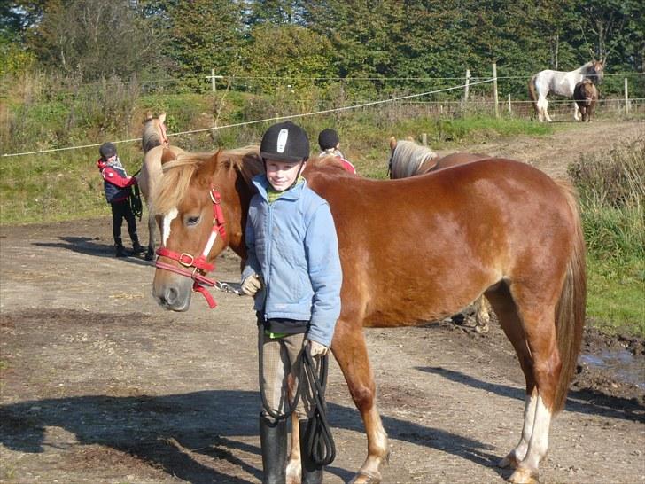 New Forest Lillehøjs Meranti - hvad skal jeg :D billede 9