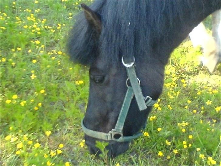 Islænder Eistla skuld nord - Endelig sommer.. og vi kan blive lukket ud på græs. billede 2