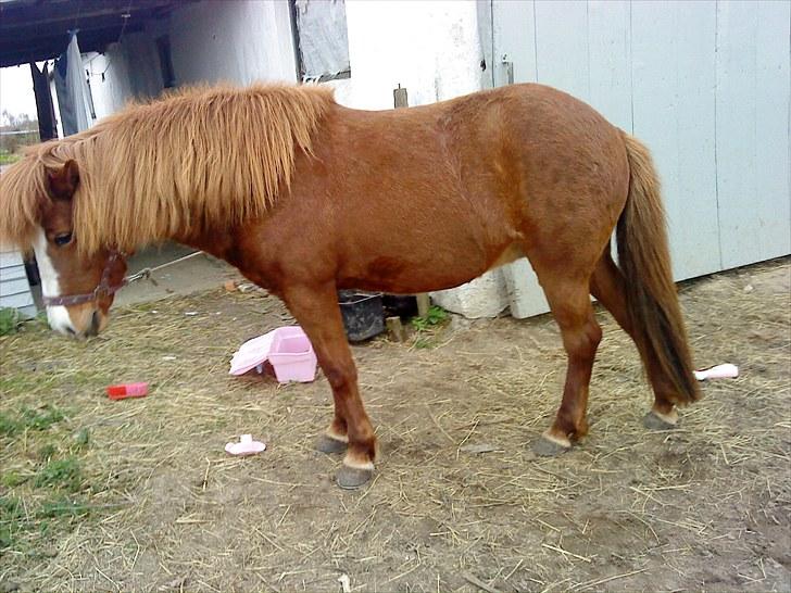 Islænder Glauma fra skygge <3 Himmelhest - du er en sjov lille hyp billede 1