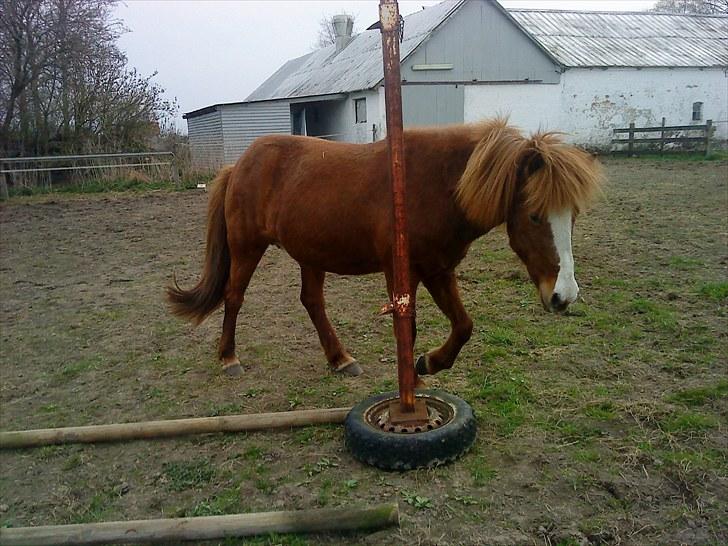 Islænder Glauma fra skygge <3 Himmelhest - uhm en dejlig kløpind (;: billede 2