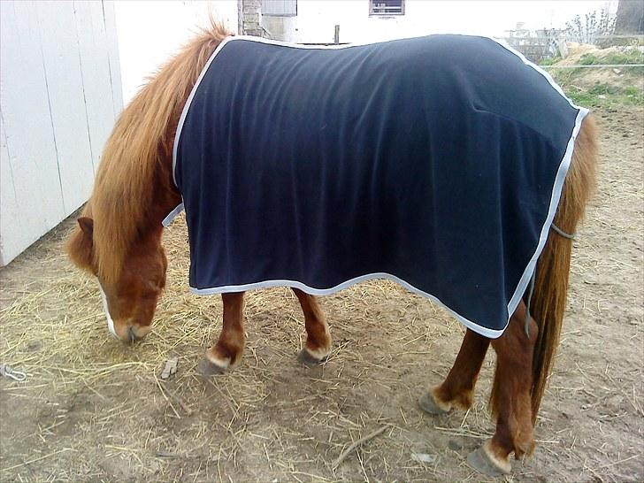 Islænder Glauma fra skygge <3 Himmelhest - man kan vel godt se at jeg er en lille madelsker hehe billede 3