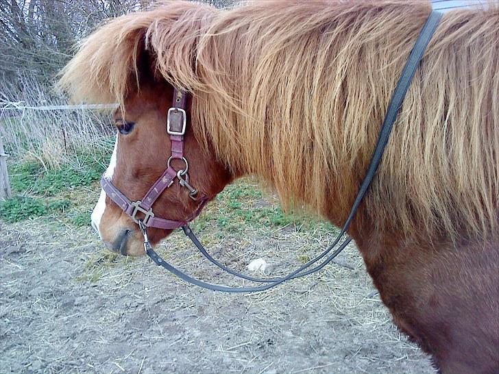 Islænder Glauma fra skygge <3 Himmelhest - ej hallo jeg gider ikke og ride hvorfor skal jegg XD billede 4