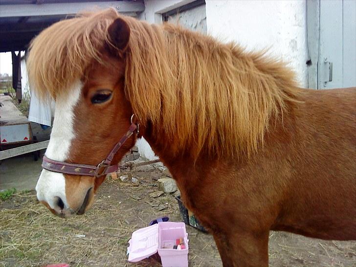 Islænder Glauma fra skygge <3 Himmelhest - nu skal jeg lige børstet lidt(: billede 5