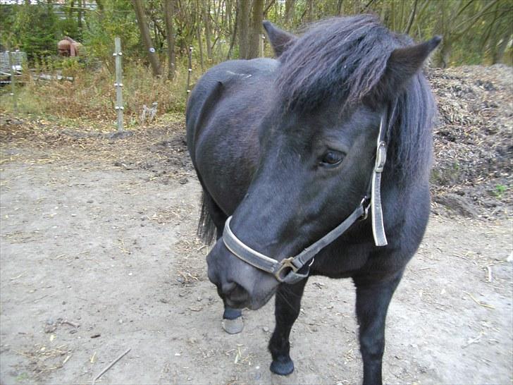 Islænder Eistla skuld nord - Eistla billede 3