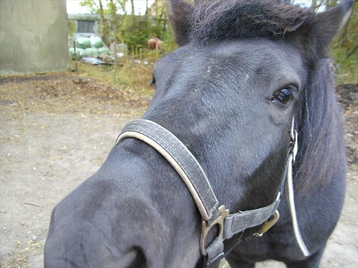 Islænder Eistla skuld nord - Eistla billede 4