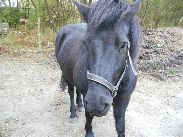 Islænder Eistla skuld nord - Eistla billede 5