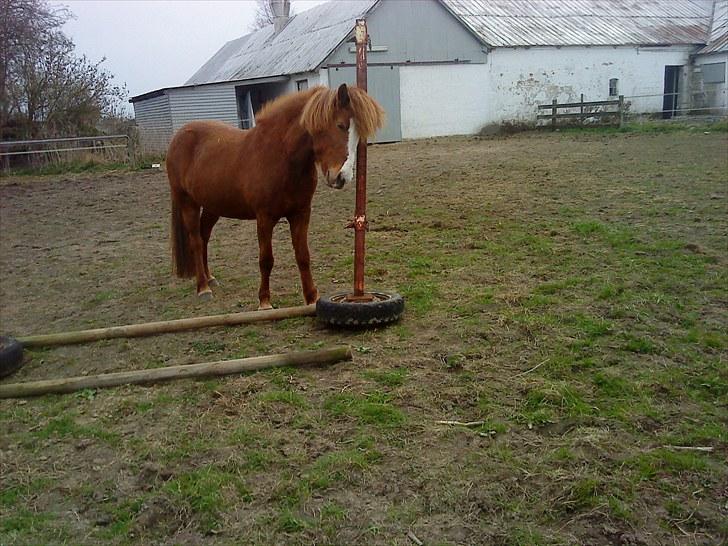 Islænder Glauma fra skygge <3 Himmelhest - juhu elsker bare den her kløpind (: billede 6