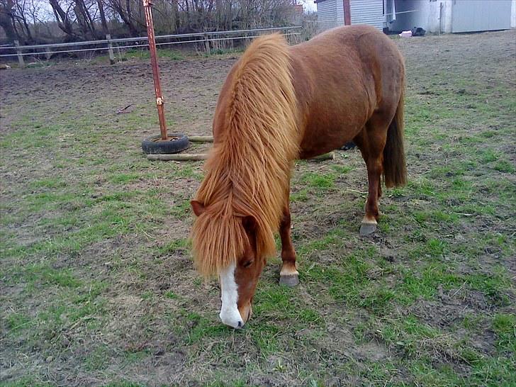 Islænder Glauma fra skygge <3 Himmelhest - ums skal lige have lidt maad(: billede 7