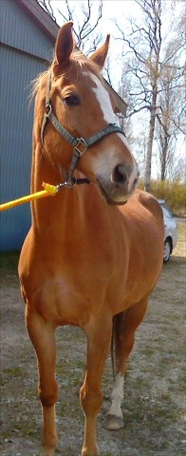 Anden særlig race Harlekin billede 20