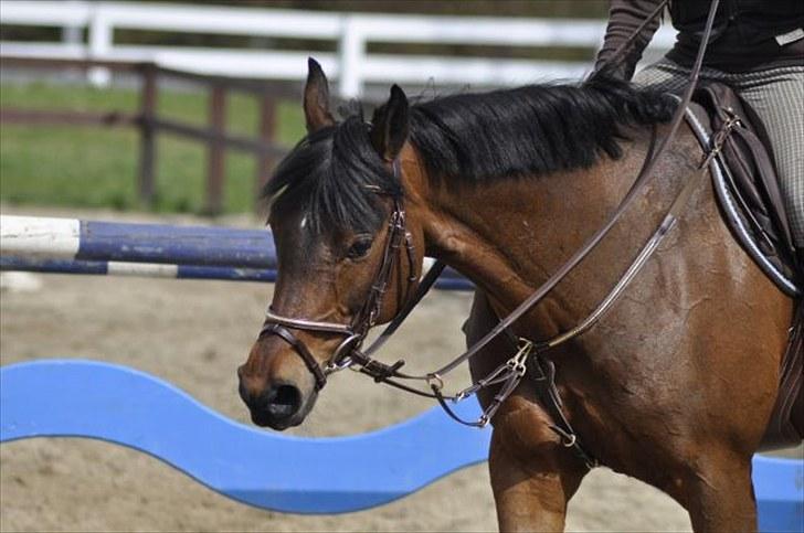 Tysk Sportspony Conchitta<3 - Igen Micheal Aabo kursus:) Foto: Line Hald billede 11