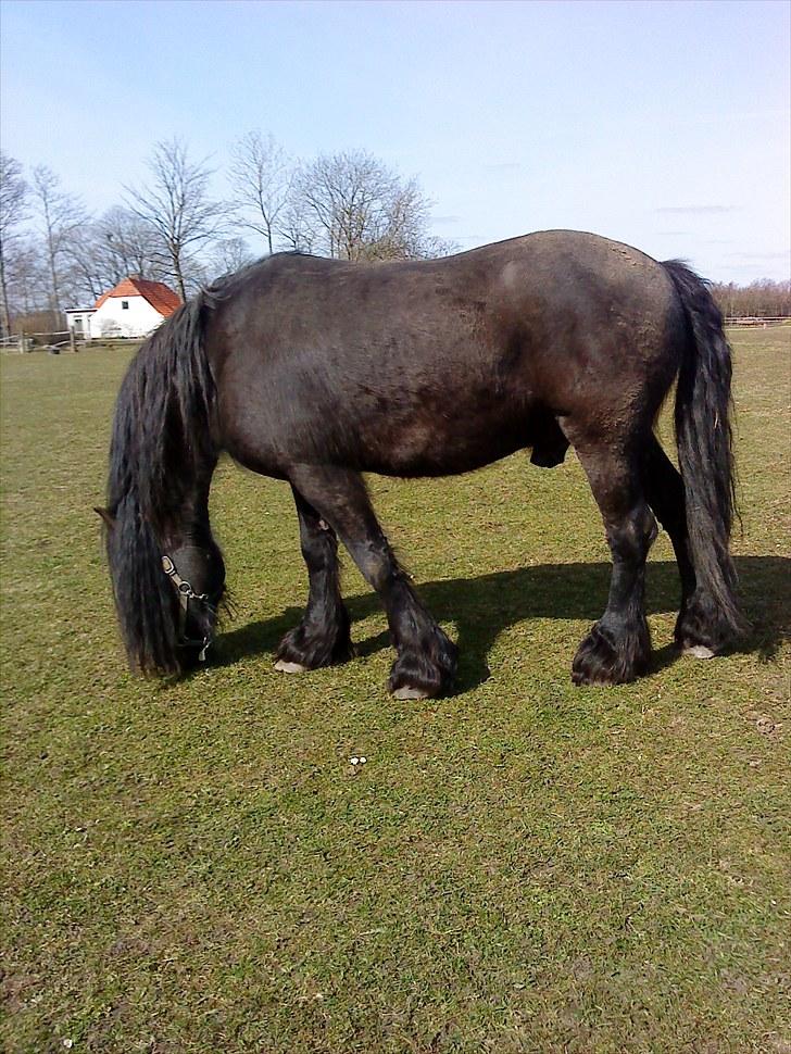 Frieser Rocky Van het zand( himmelhest) :( - rocky som græsser.. på en rigtig varm daag(: billede 2