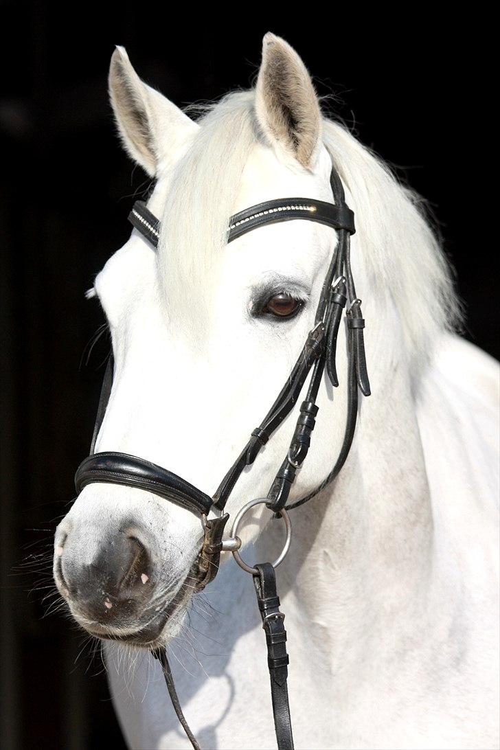 Connemara Carramaya 'B-Pony' - Smukheden i sig selv!  billedet er tage at Malene Bake Andersen!  billede 5