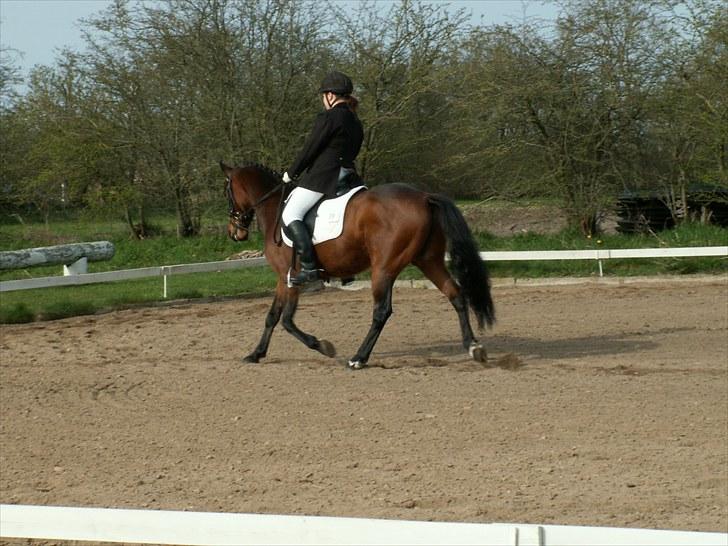 Standardbred great idea - lc1 mod de voksene fik en delt 2plads<3 hans anden udenbys stævne er så stolt. billede 10