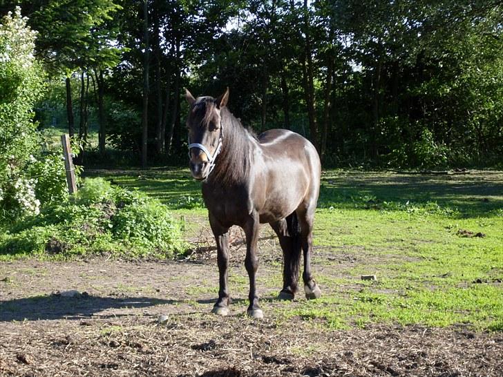 Anden særlig race Shiela billede 9