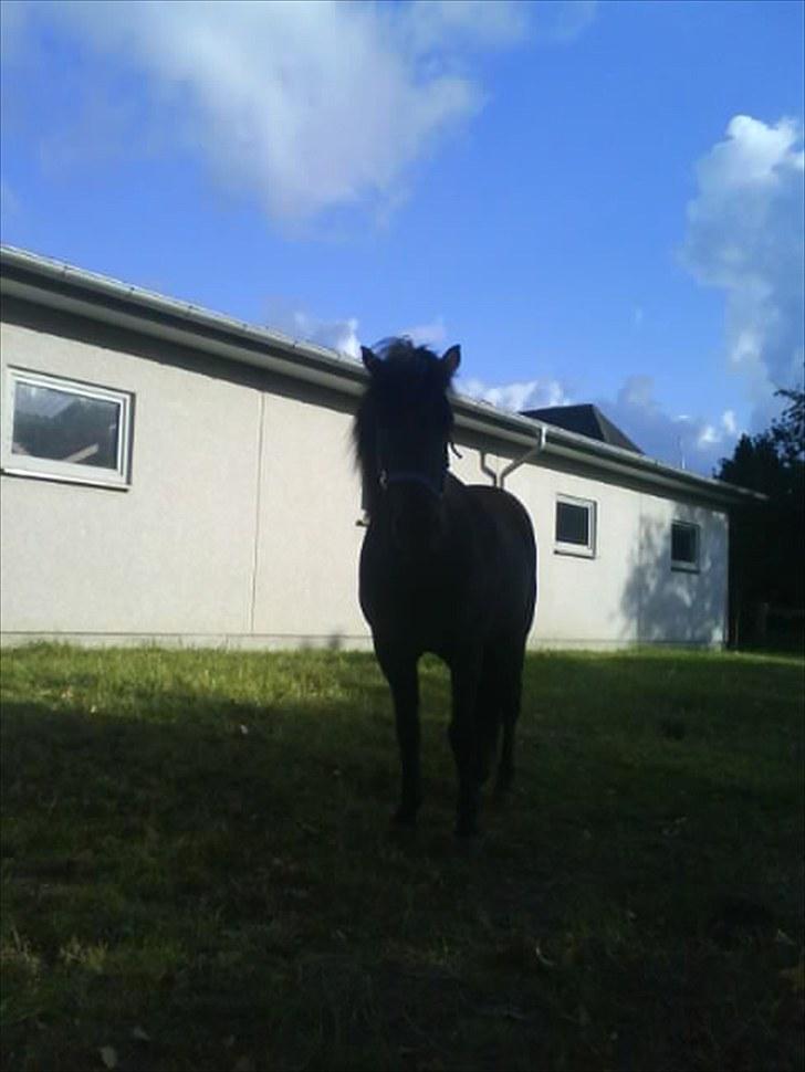 Islænder Hördur Fra Guldbæk billede 11