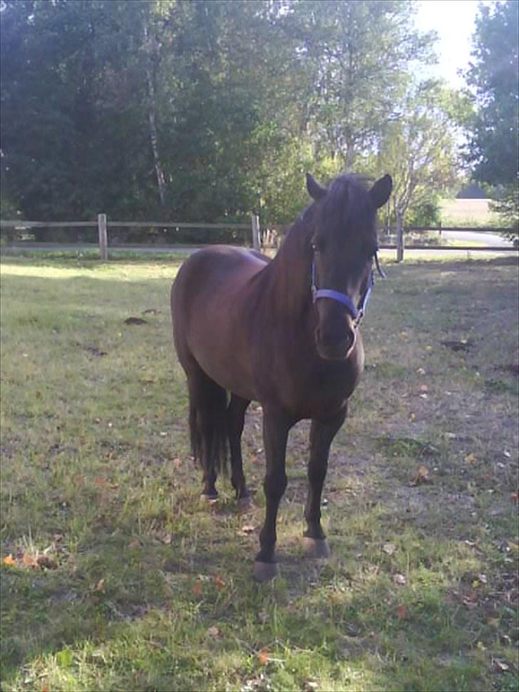 Islænder Hördur Fra Guldbæk billede 12